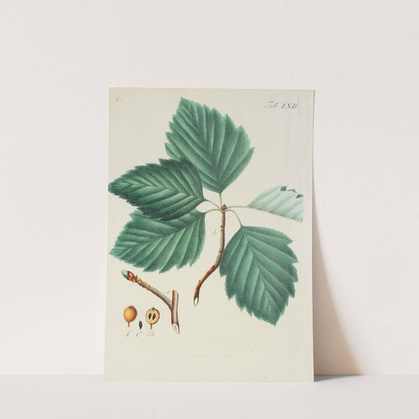 Abbildung der wilden Bäume, Stauden und Buschgewächse Pl.098 by Carl Christoph Oelhafen von Schöllenbach