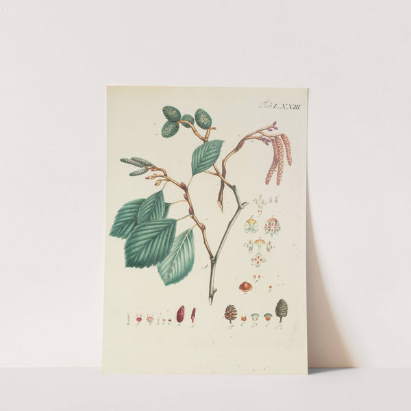 Abbildung der wilden Bäume, Stauden und Buschgewächse Pl.109 by Carl Christoph Oelhafen von Schöllenbach