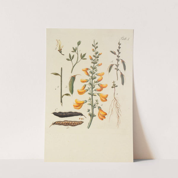 Abbildung der wilden Bäume, Stauden und Buschgewächse Pl.112 by Carl Christoph Oelhafen von Schöllenbach