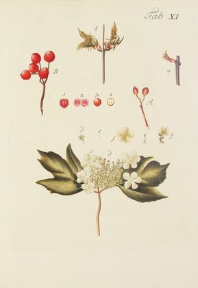Abbildung der wilden Bäume, Stauden und Buschgewächse Pl.122