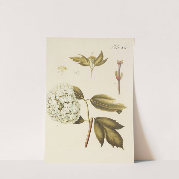 Abbildung der wilden Bäume, Stauden und Buschgewächse Pl.123 (1767) by Carl Christoph Oelhafen von Schöllenbach