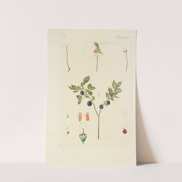 Abbildung der wilden Bäume, Stauden und Buschgewächse Pl.132 by Carl Christoph Oelhafen von Schöllenbach