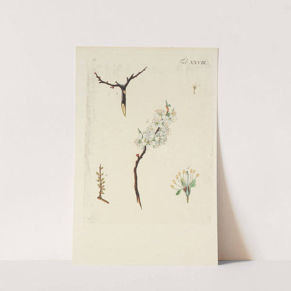 Abbildung der wilden Bäume, Stauden und Buschgewächse Pl.139 by Carl Christoph Oelhafen von Schöllenbach