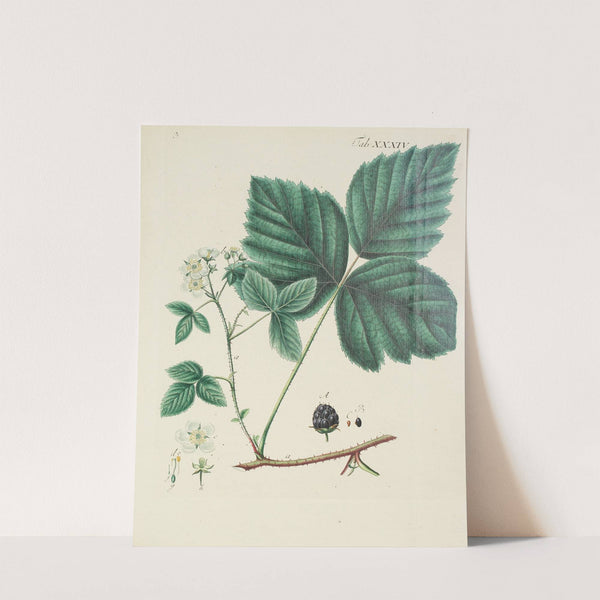 Abbildung der wilden Bäume, Stauden und Buschgewächse Pl.146 by Carl Christoph Oelhafen von Schöllenbach