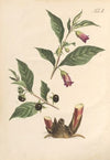 Abbildung und populare Beschreibung von acht und vierzig Giftpflanzen Pl.01 (1819)