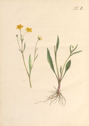 Abbildung und populare Beschreibung von acht und vierzig Giftpflanzen Pl.02 (1819)