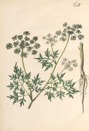 Abbildung und populare Beschreibung von acht und vierzig Giftpflanzen Pl.04 (1819)