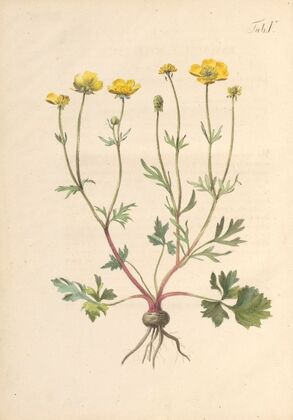 Abbildung und populare Beschreibung von acht und vierzig Giftpflanzen Pl.05 (1819)