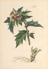 Abbildung und populare Beschreibung von acht und vierzig Giftpflanzen Pl.06 (1819)