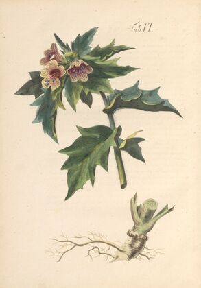Abbildung und populare Beschreibung von acht und vierzig Giftpflanzen Pl.06 (1819)