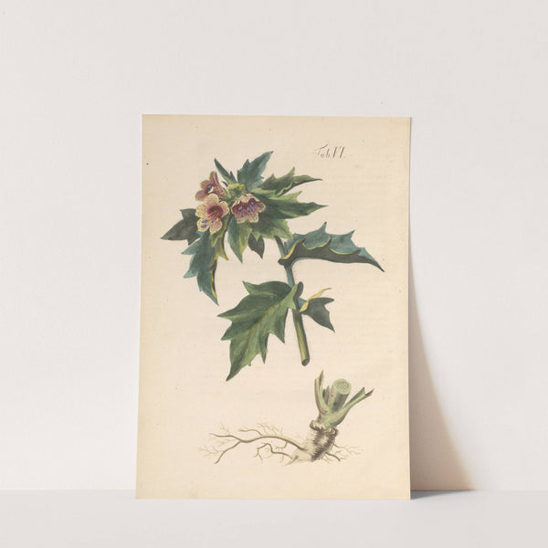 Abbildung und populare Beschreibung von acht und vierzig Giftpflanzen Pl.06 (1819) by Karl Wilhelm Juch