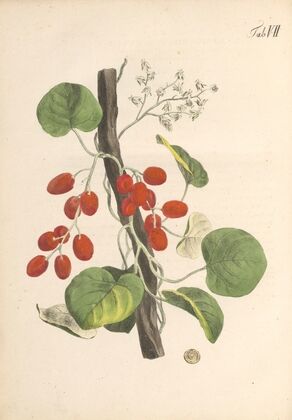 Abbildung und populare Beschreibung von acht und vierzig Giftpflanzen Pl.07 (1819)