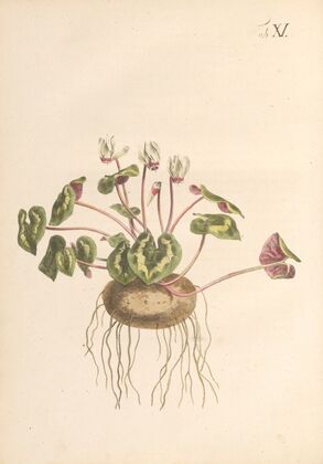 Abbildung und populare Beschreibung von acht und vierzig Giftpflanzen Pl.11 (1819)