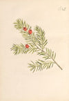 Abbildung und populare Beschreibung von acht und vierzig Giftpflanzen Pl.12 (1819)