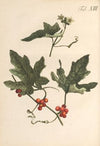 Abbildung und populare Beschreibung von acht und vierzig Giftpflanzen Pl.13 (1819)