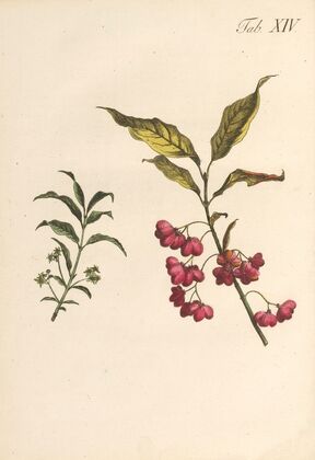 Abbildung und populare Beschreibung von acht und vierzig Giftpflanzen Pl.14 (1819)