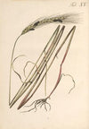 Abbildung und populare Beschreibung von acht und vierzig Giftpflanzen Pl.15 (1819)