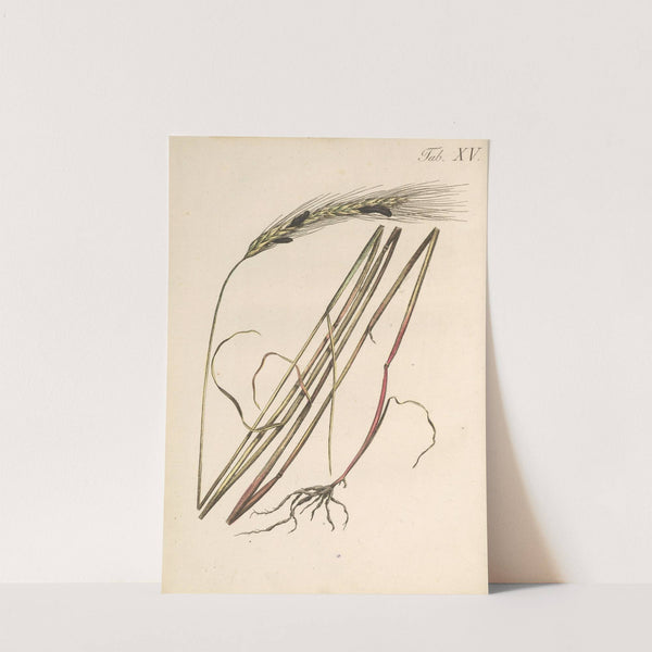 Abbildung und populare Beschreibung von acht und vierzig Giftpflanzen Pl.15 (1819) by Karl Wilhelm Juch