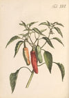 Abbildung und populare Beschreibung von acht und vierzig Giftpflanzen Pl.16 (1819)