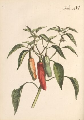 Abbildung und populare Beschreibung von acht und vierzig Giftpflanzen Pl.16 (1819)