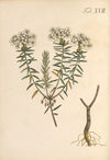 Abbildung und populare Beschreibung von acht und vierzig Giftpflanzen Pl.17 (1819)