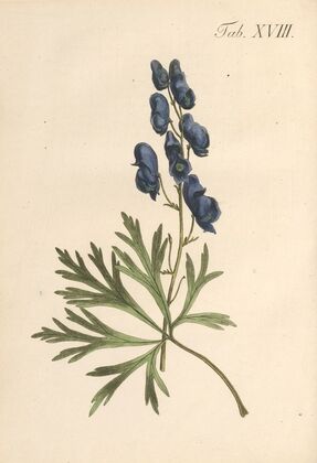 Abbildung und populare Beschreibung von acht und vierzig Giftpflanzen Pl.18 (1819)
