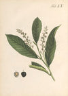 Abbildung und populare Beschreibung von acht und vierzig Giftpflanzen Pl.20 (1819)