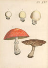 Abbildung und populare Beschreibung von acht und vierzig Giftpflanzen Pl.21 (1819)