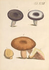 Abbildung und populare Beschreibung von acht und vierzig Giftpflanzen Pl.22 (1819)