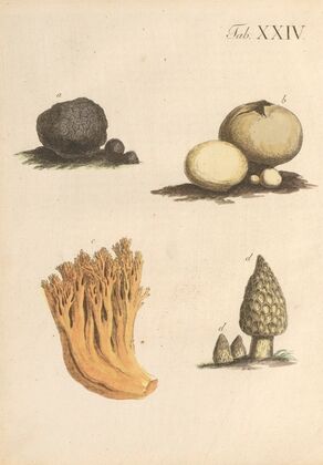 Abbildung und populare Beschreibung von acht und vierzig Giftpflanzen Pl.24 (1819)