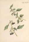 Abbildung und populare Beschreibung von acht und vierzig Giftpflanzen Pl.25 (1819)