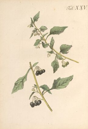 Abbildung und populare Beschreibung von acht und vierzig Giftpflanzen Pl.25 (1819)