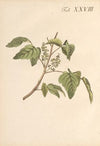 Abbildung und populare Beschreibung von acht und vierzig Giftpflanzen Pl.28 (1819)