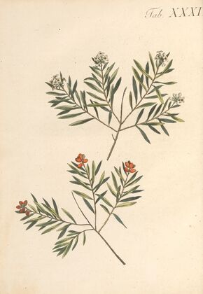 Abbildung und populare Beschreibung von acht und vierzig Giftpflanzen Pl.31 (1819)