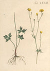 Abbildung und populare Beschreibung von acht und vierzig Giftpflanzen Pl.32 (1819)