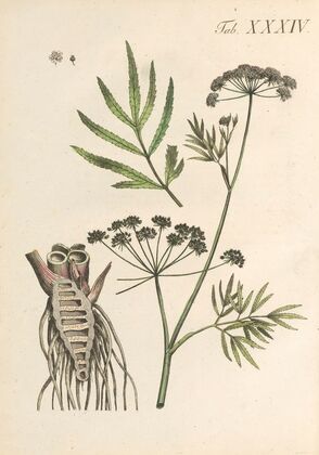 Abbildung und populare Beschreibung von acht und vierzig Giftpflanzen Pl.34 (1819)