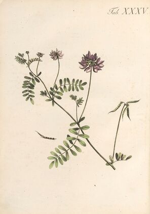 Abbildung und populare Beschreibung von acht und vierzig Giftpflanzen Pl.35 (1819)