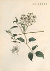 Abbildung und populare Beschreibung von acht und vierzig Giftpflanzen Pl.36 (1819)
