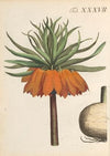 Abbildung und populare Beschreibung von acht und vierzig Giftpflanzen Pl.37 (1819)