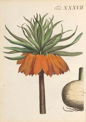 Abbildung und populare Beschreibung von acht und vierzig Giftpflanzen Pl.37 (1819)