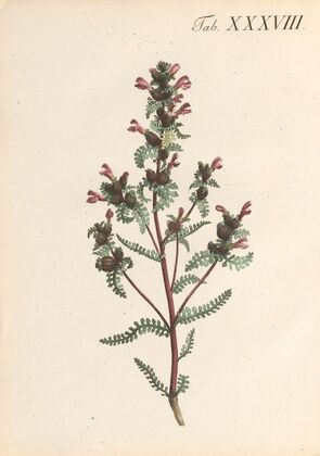 Abbildung und populare Beschreibung von acht und vierzig Giftpflanzen Pl.38 (1819)