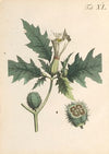 Abbildung und populare Beschreibung von acht und vierzig Giftpflanzen Pl.40 (1819)