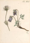 Abbildung und populare Beschreibung von acht und vierzig Giftpflanzen Pl.41 (1819)