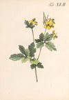 Abbildung und populare Beschreibung von acht und vierzig Giftpflanzen Pl.42 (1819)