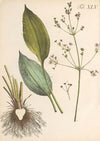 Abbildung und populare Beschreibung von acht und vierzig Giftpflanzen Pl.45 (1819)