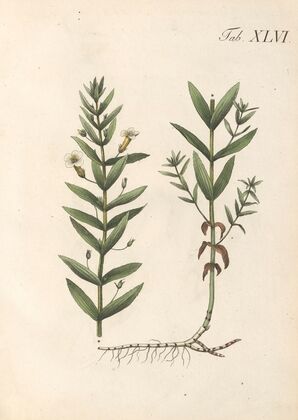 Abbildung und populare Beschreibung von acht und vierzig Giftpflanzen Pl.46 (1819)