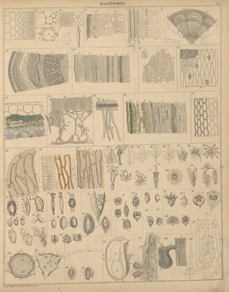 Abbildungen zu Oken’s Allgemeiner Naturgeschichte für alle Stände Pl.002 (1841)