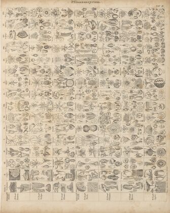 Abbildungen zu Oken’s Allgemeiner Naturgeschichte für alle Stände Pl.004 (1841)