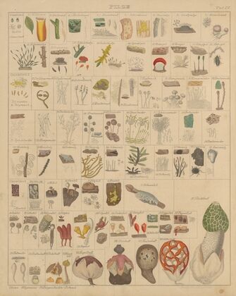 Abbildungen zu Oken’s Allgemeiner Naturgeschichte für alle Stände Pl.005 (1841)