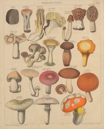 Abbildungen zu Oken’s Allgemeiner Naturgeschichte für alle Stände Pl.007 (1841)